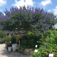 VITEX, 'MONTROSE PURPLE' (CHASTE TREE) 15G