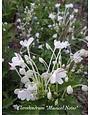 CLERODENDRUM, 'MUSICAL NOTES' 1G