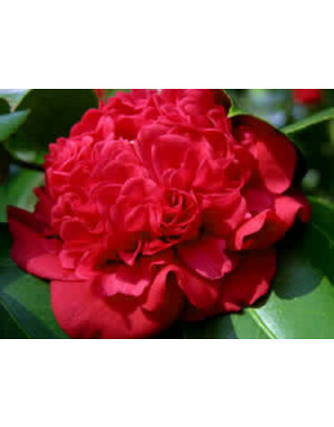 Camellia 'Professor Sargent' 3G