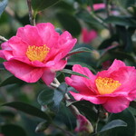 CAMELLIA, SASANQUA, 'KANJIRO', ROSY PINK 3G