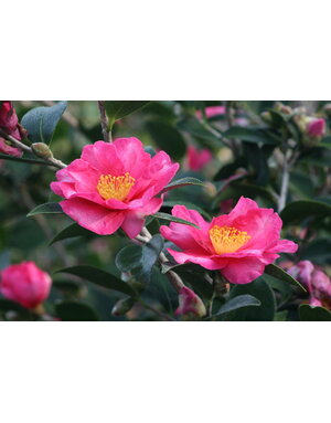 CAMELLIA, SASANQUA, 'KANJIRO', ROSY PINK 3G