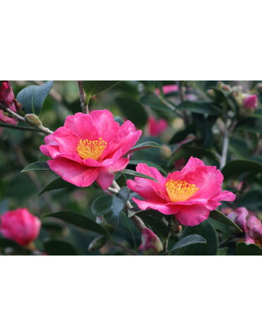 CAMELLIA, SASANQUA, 'KANJIRO', ROSY PINK 3G