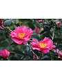 CAMELLIA, SASANQUA, 'KANJIRO', ROSY PINK 3G