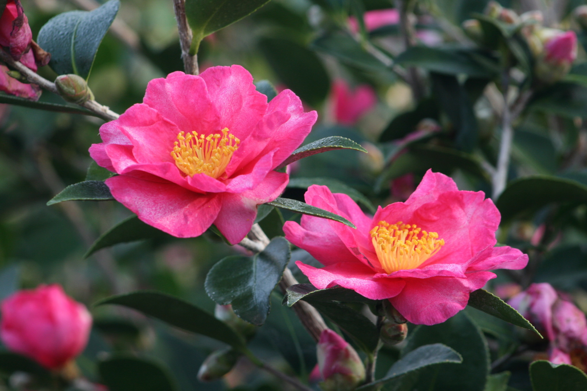 CAMELLIA, SASANQUA, 'KANJIRO', ROSY PINK 3G