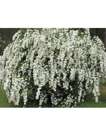 SPIREA, 'BRIDAL WREATH', 3G*