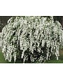 'BRIDAL WREATH' SPIREA, 3 GALLON