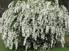 'BRIDAL WREATH' SPIREA, 3 GALLON