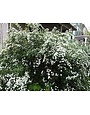'BRIDAL WREATH' SPIREA, 3 GALLON