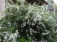 'BRIDAL WREATH' SPIREA, 3 GALLON