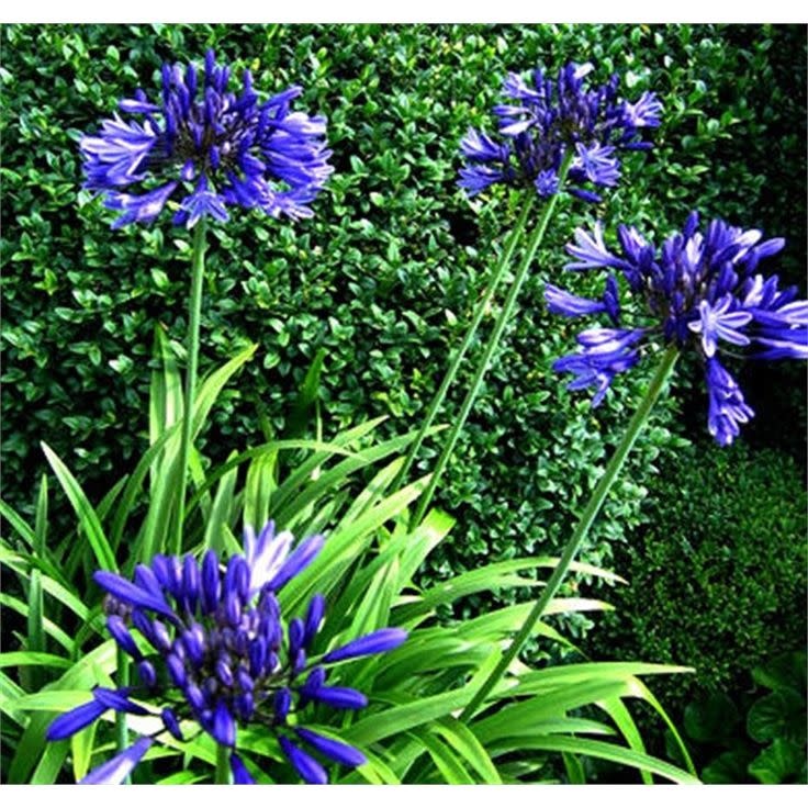 AGAPANTHUS Storm Cloud, Dark Blue 3G 16.99 Growers Outlet