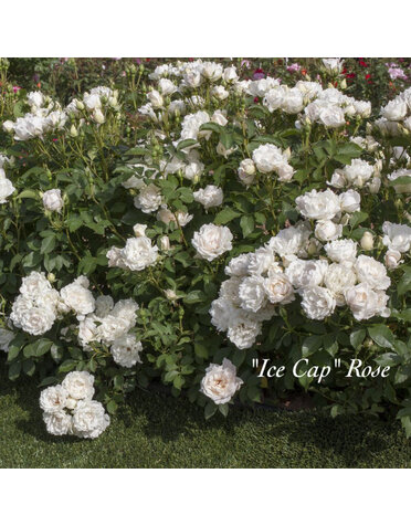 ROSE, 'ICE CAP' (white), 3G