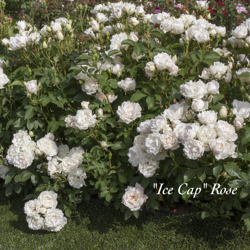 'ICE CAP'™ SHRUB ROSE, 3 GALLON