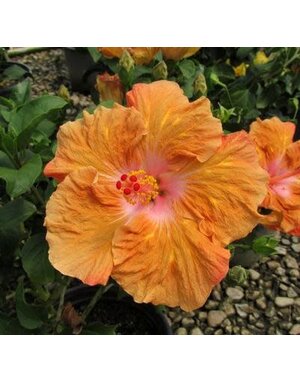 HIBISCUS, TROPICAL, 'ORANGE SEDUCTION', 2G