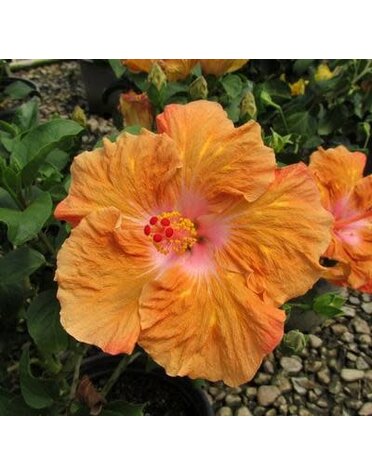 HIBISCUS, TROPICAL, 'ORANGE SEDUCTION', 2G