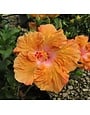 HIBISCUS, TROPICAL, 'ORANGE SEDUCTION', 2G