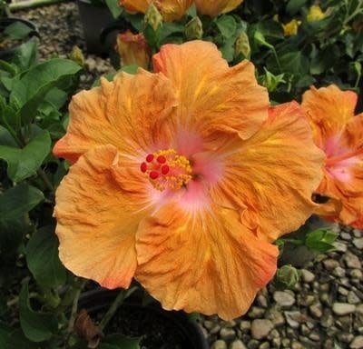HIBISCUS, TROPICAL, 'ORANGE SEDUCTION', 2G