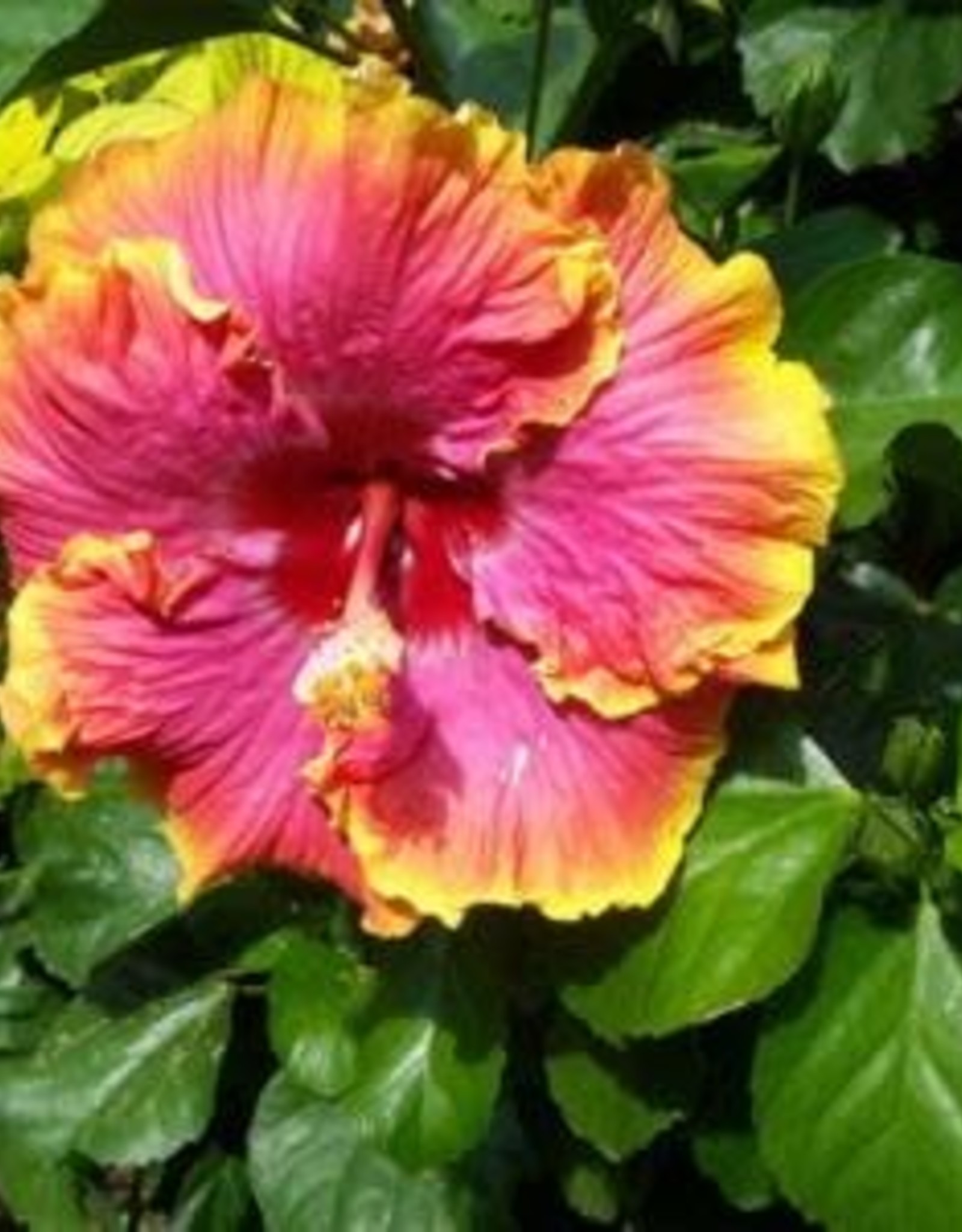 Hibiscus, Exotic, Pink Lemonade 2G Growers Outlet