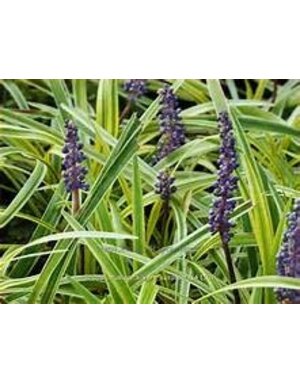 Liriope ‘Silvery Sunproof’ 1G