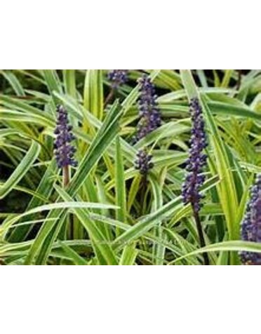 Liriope ‘Silvery Sunproof’ 1G
