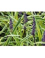 Liriope ‘Silvery Sunproof’ – Evergreen Border Grass 1 Gallon