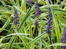 'SILVERY SUNPROOF' LIRIOPE PLANT, 1 GALLON