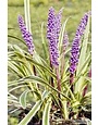 Liriope ‘Silvery Sunproof’ – Evergreen Border Grass 1 Gallon