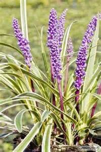 'SILVERY SUNPROOF' LIRIOPE PLANT, 1 GALLON