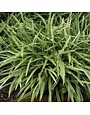 Liriope ‘Silvery Sunproof’ – Evergreen Border Grass 1 Gallon