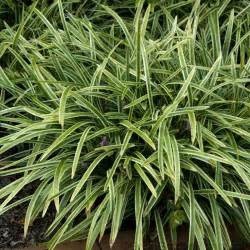 'SILVERY SUNPROOF' LIRIOPE PLANT, 1 GALLON
