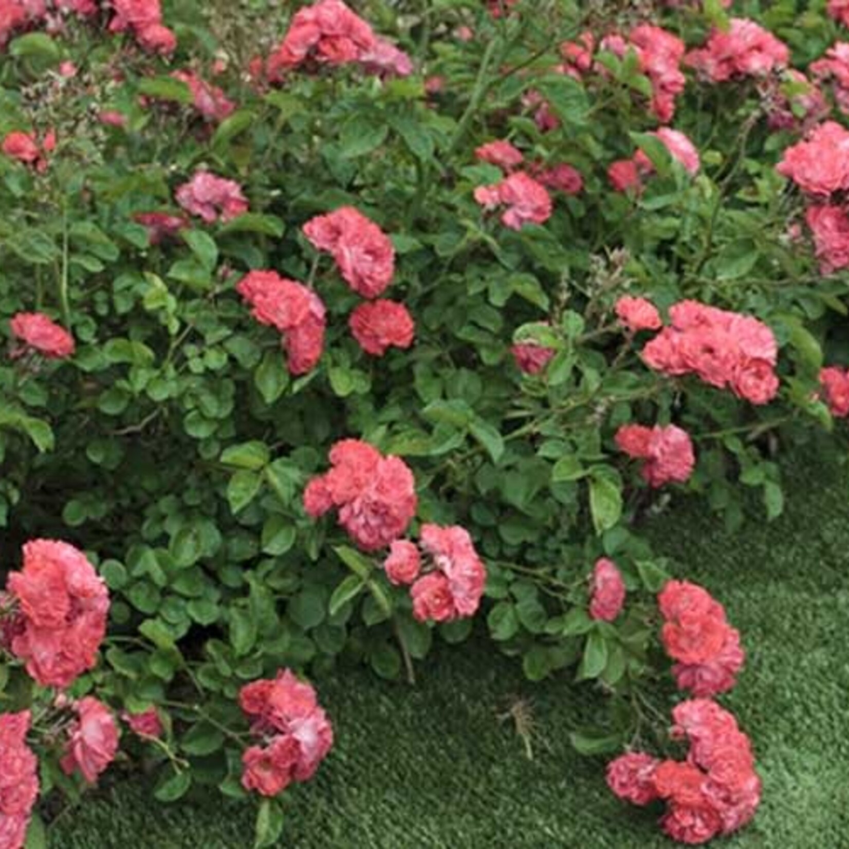 ROSE, 'DRIFT CORAL', 3G