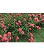 CORAL DRIFT® GROUNDCOVER ROSE BUSH, 3 GALLON