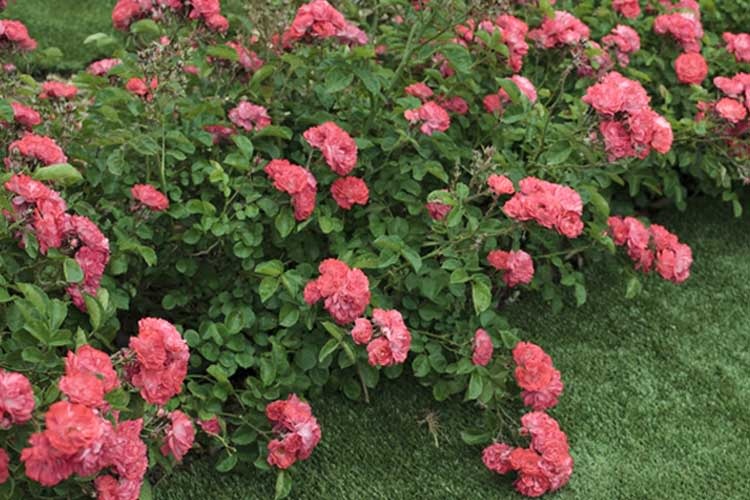 CORAL DRIFT® GROUNDCOVER ROSE BUSH, 3 GALLON