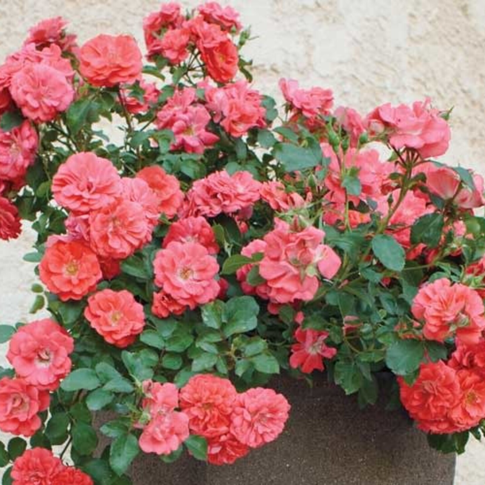 ROSE, 'DRIFT CORAL', 3G