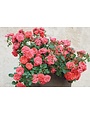 CORAL DRIFT® GROUNDCOVER ROSE BUSH, 3 GALLON