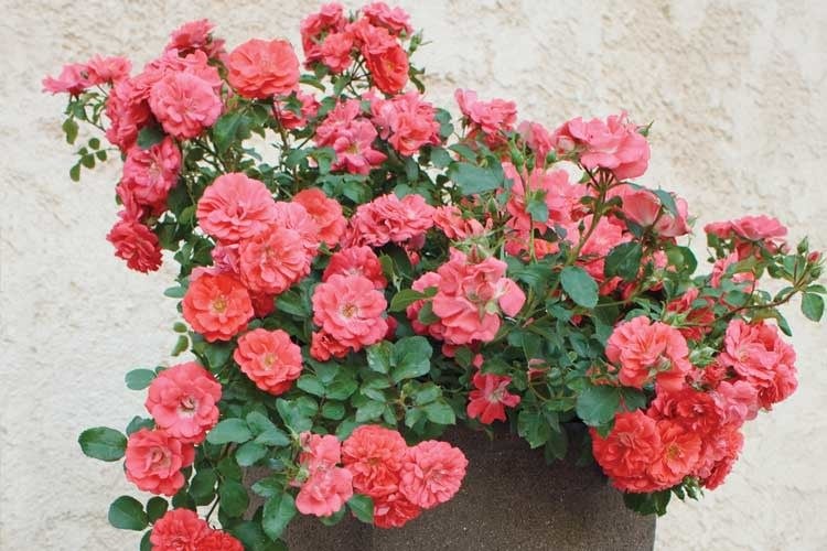 CORAL DRIFT® GROUNDCOVER ROSE BUSH, 3 GALLON