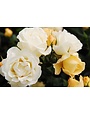 POPCORN DRIFT® GROUNDCOVER ROSE BUSH, 3 GALLON