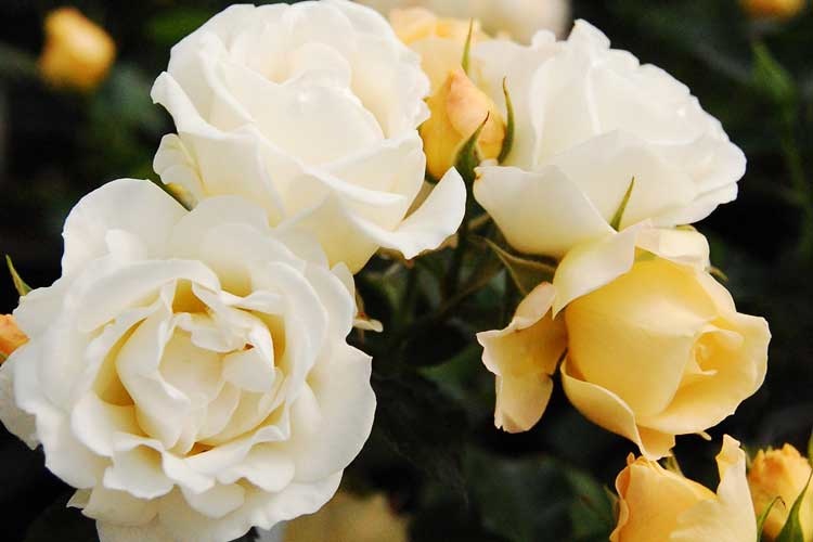 POPCORN DRIFT® GROUNDCOVER ROSE BUSH, 3 GALLON