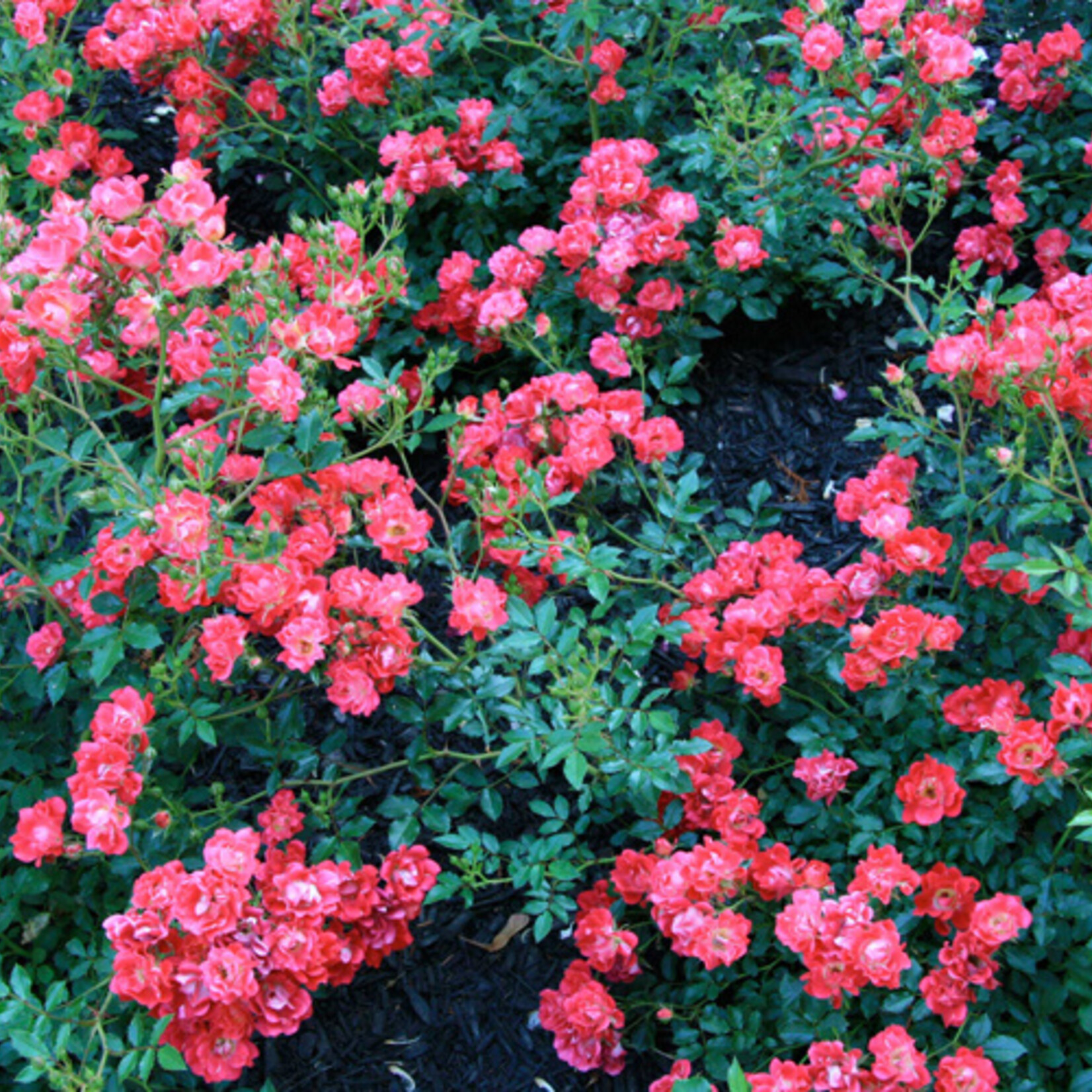 ROSE, 'DRIFT RED', 3G
