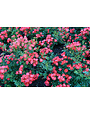 RED DRIFT® GROUNDCOVER ROSE BUSH, 3 GALLON