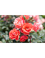 CORAL KNOCK OUT ROSE BUSH, 3 GALLON