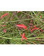 Red Firecracker Fern 3 Gallon - Russelia equisetiformis