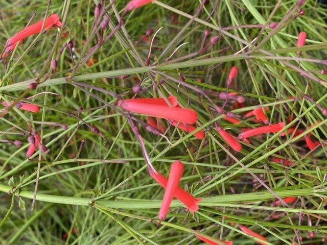 Red Firecracker Fern 3 Gallon - Russelia equisetiformis