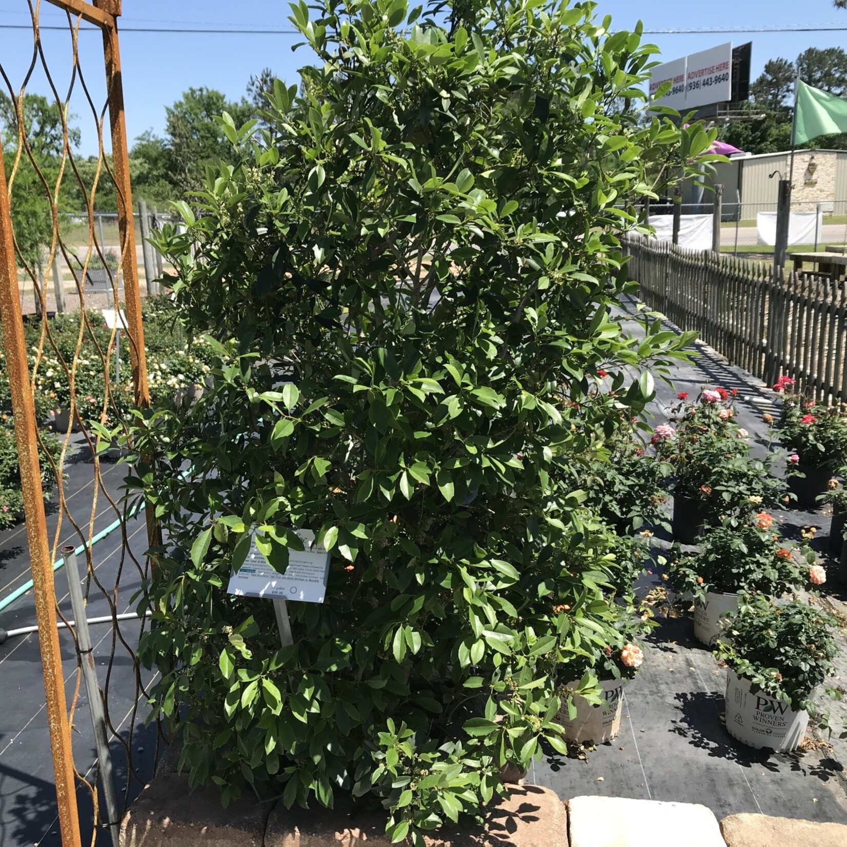 HOLLY, 'SAVANNAH' 15G