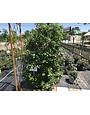 'SAVANNAH' HOLLY PLANT, 15 GALLON