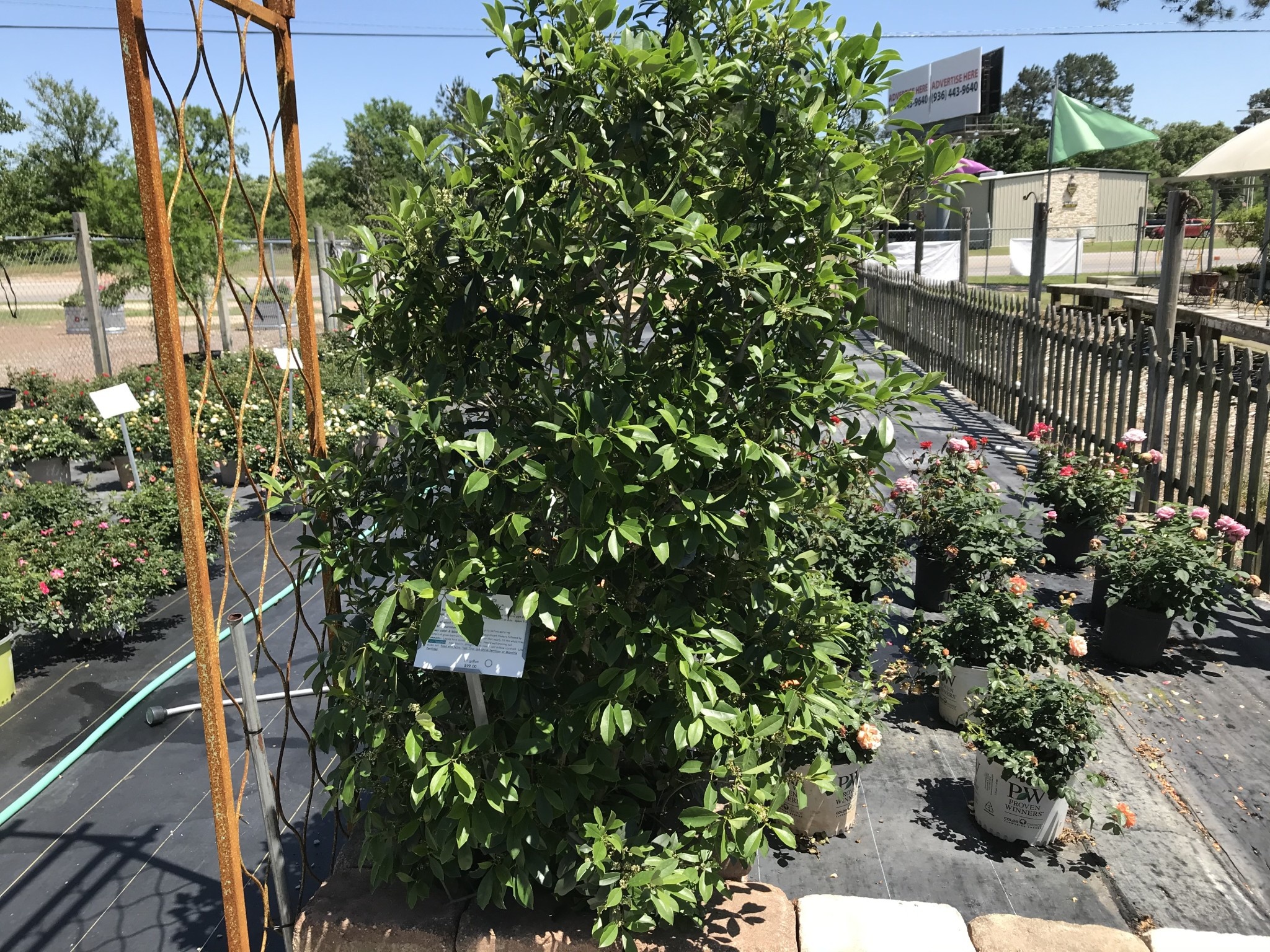 'SAVANNAH' HOLLY PLANT, 15 GALLON