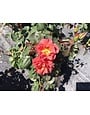 Cinco de Mayo Rose 3 Gallon - Rosa 'Cinco de Mayo'