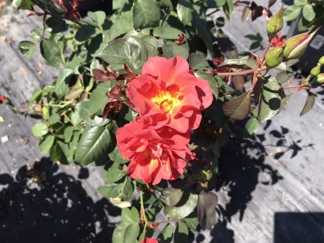 Cinco de Mayo Rose 3 Gallon - Rosa 'Cinco de Mayo'