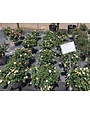 POPCORN DRIFT® GROUNDCOVER ROSE BUSH, 3 GALLON