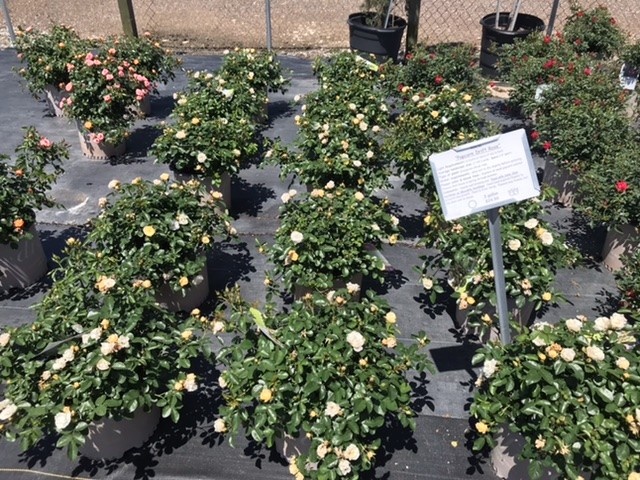 POPCORN DRIFT® GROUNDCOVER ROSE BUSH, 3 GALLON