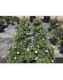 WHITE DRIFT® GROUNDCOVER ROSE BUSH, 3 GALLON